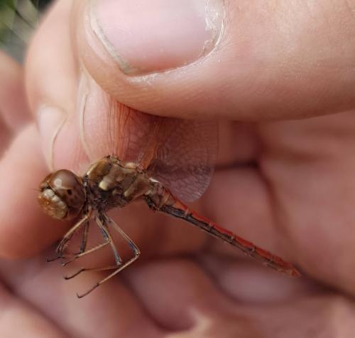 Réf. 310 571 : Sympetrum vulgatum